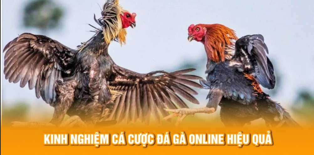 Những tính năng nổi bật thu hút hàng ngàn kê thủ