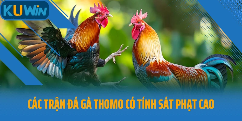 Các trận đá gà Thomo có tính sát phạt cao